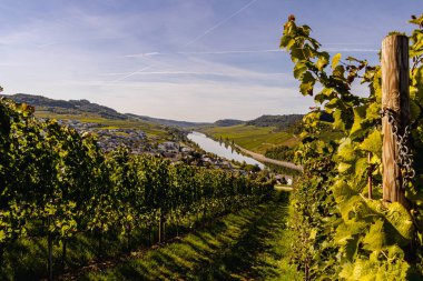 Üzüm hasadı sırasında Mosel Nehri boyunca üzüm bağları sonbahar renklerinde parlıyor. Beyaz ve kırmızı üzümler sarmaşıklara asılır, geleneği, doğayı ve Alman şarap bölgesinin güzelliğini yansıtır..