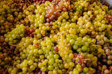 Üzüm hasadı sırasında Mosel Nehri boyunca üzüm bağları sonbahar renklerinde parlıyor. Beyaz ve kırmızı üzümler sarmaşıklara asılır, geleneği, doğayı ve Alman şarap bölgesinin güzelliğini yansıtır..