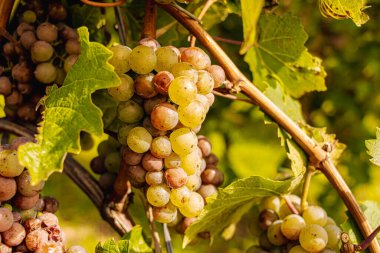 Üzüm hasadı sırasında Mosel Nehri boyunca üzüm bağları sonbahar renklerinde parlıyor. Beyaz ve kırmızı üzümler sarmaşıklara asılır, geleneği, doğayı ve Alman şarap bölgesinin güzelliğini yansıtır..