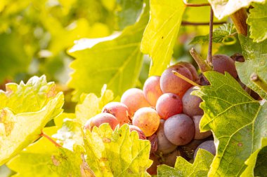 Üzüm hasadı sırasında Mosel Nehri boyunca üzüm bağları sonbahar renklerinde parlıyor. Beyaz ve kırmızı üzümler sarmaşıklara asılır, geleneği, doğayı ve Alman şarap bölgesinin güzelliğini yansıtır..