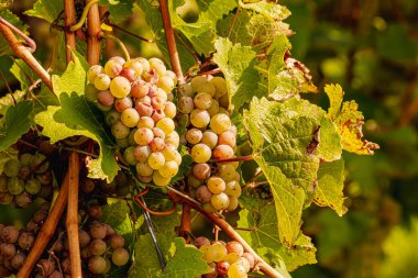 Üzüm hasadı sırasında Mosel Nehri boyunca üzüm bağları sonbahar renklerinde parlıyor. Beyaz ve kırmızı üzümler sarmaşıklara asılır, geleneği, doğayı ve Alman şarap bölgesinin güzelliğini yansıtır..