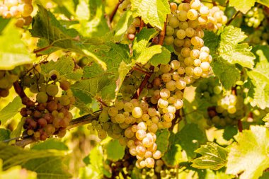 Üzüm hasadı sırasında Mosel Nehri boyunca üzüm bağları sonbahar renklerinde parlıyor. Beyaz ve kırmızı üzümler sarmaşıklara asılır, geleneği, doğayı ve Alman şarap bölgesinin güzelliğini yansıtır..
