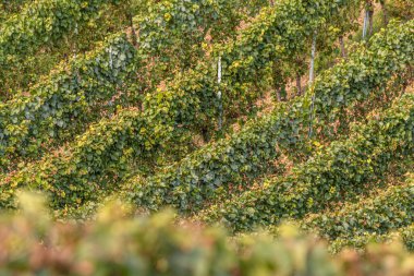 Üzüm hasadı sırasında Mosel Nehri boyunca üzüm bağları sonbahar renklerinde parlıyor. Beyaz ve kırmızı üzümler sarmaşıklara asılır, geleneği, doğayı ve Alman şarap bölgesinin güzelliğini yansıtır..