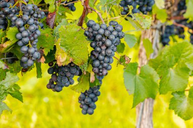 Üzüm hasadı sırasında Mosel Nehri boyunca üzüm bağları sonbahar renklerinde parlıyor. Beyaz ve kırmızı üzümler sarmaşıklara asılır, geleneği, doğayı ve Alman şarap bölgesinin güzelliğini yansıtır..