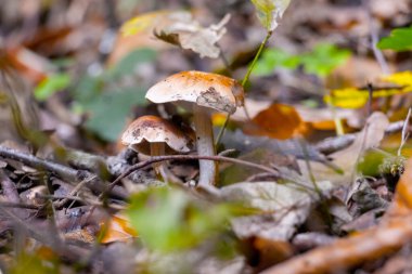 Sonbaharda orman zemininde renkli yapraklarla çevrili mantarlar yetişiyor. Sıcak ışık, mantarların dokusunu ve sonbahar ormanlık alanının güzelliğini vurgular..