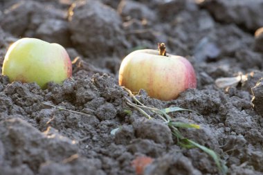 Sonbaharda düşmüş elmalar çimlerle ve renkli yapraklarla çevrili bir çayırda uzanır. Görüntü, meyve bahçesinin doğal güzelliğini, kırsal araziyi ve sonbaharda doğanın döngüsünü yakalar..