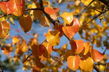 Renkli sonbahar yaprakları parlak mavi gökyüzüne karşı sıcak güneş ışığında parlıyor. Canlı yapraklar, ağaç dallarında altın, kırmızı ve turuncu tonlarla sonbaharın güzelliğini gözler önüne seriyor..