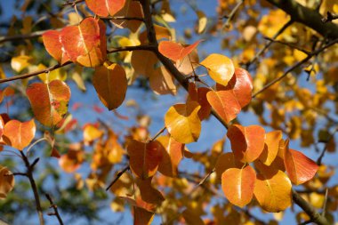 Renkli sonbahar yaprakları parlak mavi gökyüzüne karşı sıcak güneş ışığında parlıyor. Canlı yapraklar, ağaç dallarında altın, kırmızı ve turuncu tonlarla sonbaharın güzelliğini gözler önüne seriyor..