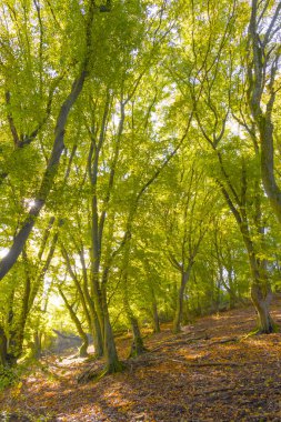Yaz sonlarında bir peri masalı ormanı sıcak güneş ışığı altında parlar. Yeşiller yemyeşil ağaçlar, yumuşak ışık ve huzurlu doğa huzur, gizem ve doğal güzelliklerle dolu büyülü bir atmosfer yaratır..