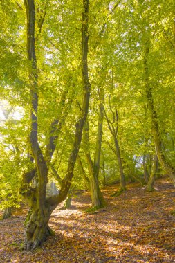 Yaz sonlarında bir peri masalı ormanı sıcak güneş ışığı altında parlar. Yeşiller yemyeşil ağaçlar, yumuşak ışık ve huzurlu doğa huzur, gizem ve doğal güzelliklerle dolu büyülü bir atmosfer yaratır..