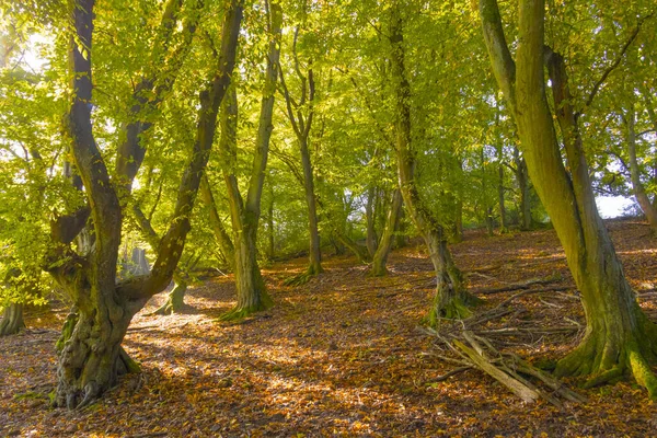 Yaz sonlarında bir peri masalı ormanı sıcak güneş ışığı altında parlar. Yeşiller yemyeşil ağaçlar, yumuşak ışık ve huzurlu doğa huzur, gizem ve doğal güzelliklerle dolu büyülü bir atmosfer yaratır..