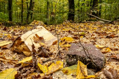 Odun yığınları ve odun kesimleriyle dolu bir sonbahar ormanında kereste endüstrisi. Görüntü orman işlerini, sürdürülebilir ahşap hasadını ve renkli mevsimlik ormanlardaki doğal kaynakları gösteriyor..