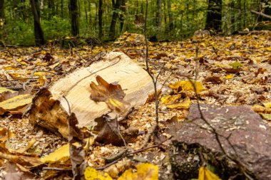 Odun yığınları ve odun kesimleriyle dolu bir sonbahar ormanında kereste endüstrisi. Görüntü orman işlerini, sürdürülebilir ahşap hasadını ve renkli mevsimlik ormanlardaki doğal kaynakları gösteriyor..