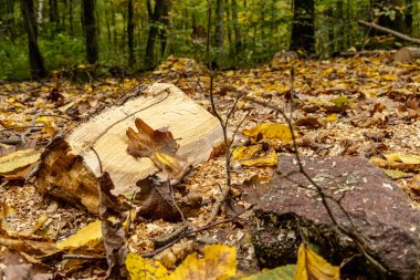 Odun yığınları ve odun kesimleriyle dolu bir sonbahar ormanında kereste endüstrisi. Görüntü orman işlerini, sürdürülebilir ahşap hasadını ve renkli mevsimlik ormanlardaki doğal kaynakları gösteriyor..