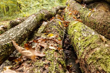 Odun yığınları ve odun kesimleriyle dolu bir sonbahar ormanında kereste endüstrisi. Görüntü orman işlerini, sürdürülebilir ahşap hasadını ve renkli mevsimlik ormanlardaki doğal kaynakları gösteriyor..