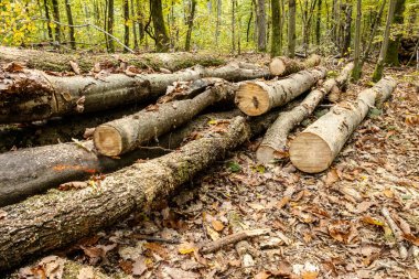 Odun yığınları ve odun kesimleriyle dolu bir sonbahar ormanında kereste endüstrisi. Görüntü orman işlerini, sürdürülebilir ahşap hasadını ve renkli mevsimlik ormanlardaki doğal kaynakları gösteriyor..