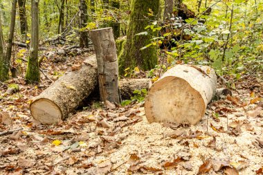 Odun yığınları ve odun kesimleriyle dolu bir sonbahar ormanında kereste endüstrisi. Görüntü orman işlerini, sürdürülebilir ahşap hasadını ve renkli mevsimlik ormanlardaki doğal kaynakları gösteriyor..