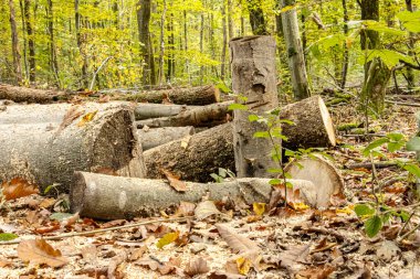 Odun yığınları ve odun kesimleriyle dolu bir sonbahar ormanında kereste endüstrisi. Görüntü orman işlerini, sürdürülebilir ahşap hasadını ve renkli mevsimlik ormanlardaki doğal kaynakları gösteriyor..