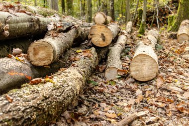 Odun yığınları ve odun kesimleriyle dolu bir sonbahar ormanında kereste endüstrisi. Görüntü orman işlerini, sürdürülebilir ahşap hasadını ve renkli mevsimlik ormanlardaki doğal kaynakları gösteriyor..