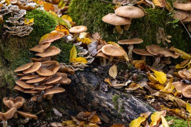 Mantarlar sonbahar orman zemininde renkli yapraklarla çevrili olarak büyürler. Sıcak tonlar ve doğal dokular, sonbahar ormanlarının huzurlu atmosferini ve mevsimsel güzelliğini yakalar..