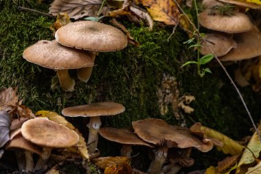 Mantarlar sonbahar orman zemininde renkli yapraklarla çevrili olarak büyürler. Sıcak tonlar ve doğal dokular, sonbahar ormanlarının huzurlu atmosferini ve mevsimsel güzelliğini yakalar..