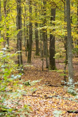 Renkli bir sonbahar ormanı, canlı kırmızı, sarı ve turuncu yapraklarla sıcak güneş ışığında parlar. Yumuşak ışık, sonbahar mevsiminin güzelliğini ve huzurunu yansıtan altın bir atmosfer yaratır..