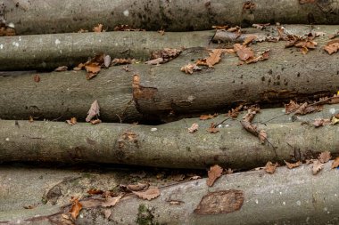 Odun yığınları ve odun kesimleriyle dolu bir sonbahar ormanında kereste endüstrisi. Görüntü orman işlerini, sürdürülebilir ahşap hasadını ve renkli mevsimlik ormanlardaki doğal kaynakları gösteriyor..