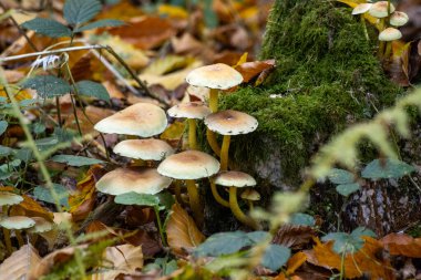 Mantarlar sonbahar orman zemininde renkli yapraklarla çevrili olarak büyürler. Sıcak tonlar ve doğal dokular, sonbahar ormanlarının huzurlu atmosferini ve mevsimsel güzelliğini yakalar..