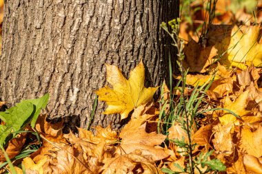 Renkli sonbahar yaprakları orman zeminini kaplıyor, kırmızı, turuncu, sarı ve kahverengi tonlarda parlıyor. Titreşen yapraklar, doğadaki değişen mevsimin güzelliğini, sıcaklığını ve dokusunu yakalar..