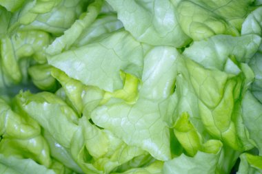 Taze yeşil bir marul yaprağının yakın çekimi ince yapıyı, doğal dokuyu ve canlı rengi gösteriyor. Makro detay tazeliği, organik büyümeyi ve sağlıklı doğal besinleri vurguluyor..