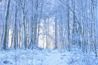 Taze karla kaplı sessiz bir kış ormanı, yüksek köknar ağaçları ve çıplak yaprak döken ağaçlarla. Yumuşak kış ışığı sakin ve soğuk bir atmosfer yaratır. Dokunulmamış doğayı, sessizliği ve mevsimsel güzellikleri gösterir..