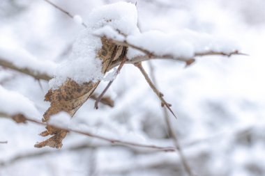Yoğun dalları ve orman zemininin tamamen örtülü olduğu derin karla kaplı kış yaprak döken bir orman. Sahne sakin ve sessiz, soğuk hava, dinginlik ve doğal kış güzelliğini yansıtıyor..