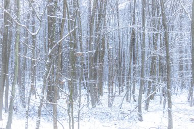 Yoğun dalları ve orman zemininin tamamen örtülü olduğu derin karla kaplı kış yaprak döken bir orman. Sahne sakin ve sessiz, soğuk hava, dinginlik ve doğal kış güzelliğini yansıtıyor..