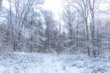 Yoğun dalları ve orman zemininin tamamen örtülü olduğu derin karla kaplı kış yaprak döken bir orman. Sahne sakin ve sessiz, soğuk hava, dinginlik ve doğal kış güzelliğini yansıtıyor..