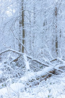 Yoğun dalları ve orman zemininin tamamen örtülü olduğu derin karla kaplı kış yaprak döken bir orman. Sahne sakin ve sessiz, soğuk hava, dinginlik ve doğal kış güzelliğini yansıtıyor..
