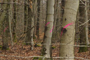 Ağaç kesimi için planlanan bir Alman ormanındaki işaretli ağaçlar, boyalı kayın ve meşe ağaçları, sürdürülebilir ahşap hasatı, orman planlaması ve çevresel arazi kullanımı ile orman yönetimini gösteriyor..