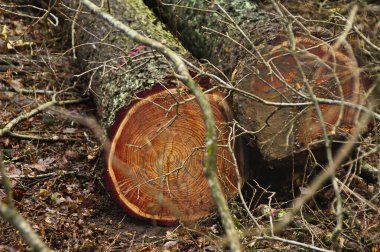 Kesilmiş kayın ve meşe ağaçları orman zemininde uzanır, profesyonel orman çalışmalarını, kereste toplamayı ve ormanı yönetmeyi gösterir. Kesme gövdeleri sürdürülebilir orman yönetimini ve kereste endüstrisini yansıtıyor.