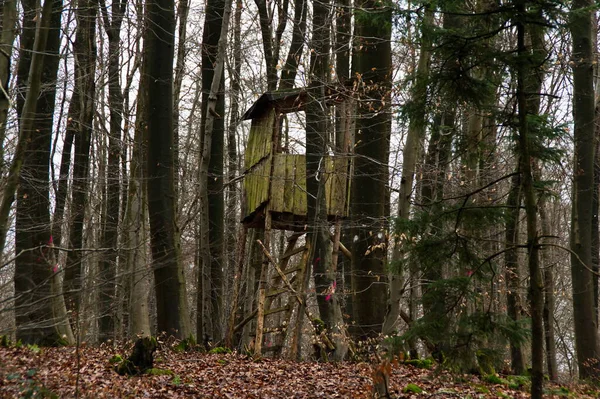 Eski bir ahşap av standı, sonbahar ormanındaki uzun ağaçların arasında sessizce duruyor. Düşen yapraklar, sıcacık renkler ve yumuşak ışık sakin, kırsal bir ruh hali yaratır. Gelenek ve yalnızlığı yansıtır..