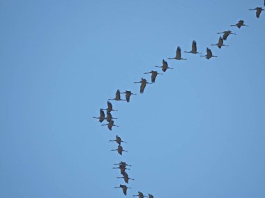 Büyük bir karabatak açık mavi gökyüzünde uçar. Dönüş uçuşu sırasında kanatları tamamen açılır. Güçlü siluet vahşi yaşam ve kuş göçünde zarafet, güç ve özgürlüğü vurguluyor..