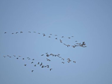 Büyük bir karabatak açık mavi gökyüzünde uçar. Dönüş uçuşu sırasında kanatları tamamen açılır. Güçlü siluet vahşi yaşam ve kuş göçünde zarafet, güç ve özgürlüğü vurguluyor..