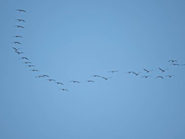 Büyük bir karabatak açık mavi gökyüzünde uçar. Dönüş uçuşu sırasında kanatları tamamen açılır. Güçlü siluet vahşi yaşam ve kuş göçünde zarafet, güç ve özgürlüğü vurguluyor..