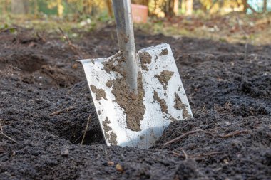 Bir bahçıvan bir kürek kullanarak bir bahçe yatağını kazar ve toprağı kazar. Taze toprak ve basit aletler geleneksel bahçeciliği, toprak hazırlığını ve doğal ortamda sürdürülebilir ev bahçesini yansıtıyor..