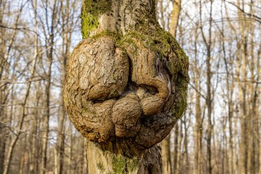 Ormandaki bir ağaç gövdesinde yamuk yumru ve doğal deformasyonlar görülür. Alışılmadık şekiller sessiz ormanlık içinde gizemli ve neredeyse mistik bir atmosfer yaratır.