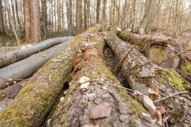 Kesilmiş ağaç gövdeleri yaprak döken bir ormandaki bir ormanlık alana istiflenir ve yakacak odun olarak satılmaya hazırdır. Sahne geleneksel orman işleri, sürdürülebilir ahşap kullanımı ve kırsal yakıt üretimini yansıtıyor.