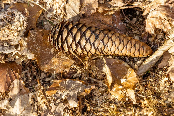 Çam kozalakları orman zemininde kahverengi yaprakların arasında yatar. Doğal sahne, orman yenilenmesini ve gelecek ağaçların büyümesini destekleyen tohumlar içerdiği için yenilenmeyi sembolize eder..