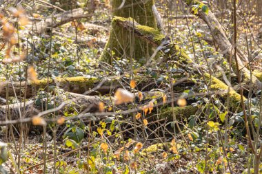 Sağlıklı bir orman ekosisteminde, düşmüş bir ağaç gövdesi yerde yatıyor. Çürüyen ahşap, biyolojik çeşitliliği ve doğal besin döngülerini destekleyen böcekler, mantarlar ve küçük hayvanlar için temel yaşam alanı sağlar..