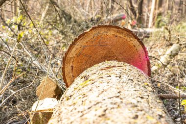 Orman işçileri ormandaki fırtına hasarından sonra düşen ağaçları daha küçük parçalara ayırdılar. Elektrikli testereler kırık sandıkları temizlemek için kullanılır, doğal bir olaydan sonra restorasyon çalışmaları, güvenlik çabaları ve orman yönetimini gösterir..