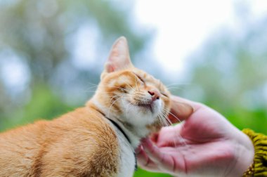 A Close Up Portrait of a Cute Orange Tabby Cat Being Gently Caressed by a Human Hand Outdoors