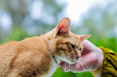 A Close Up Portrait of a Cute Orange Tabby Cat Being Gently Caressed by a Human Hand Outdoors