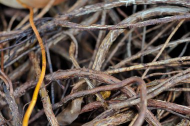 Close Up Texture of Intertwined Dry Brown and Yellow Woody Roots and Twigs Creating a Natural Pattern